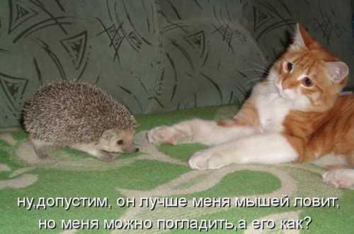 торт баунти: любители шоколадных батончиков будут в восторге